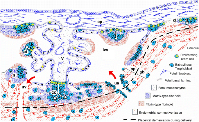 Nonvillous Parts and Trophoblast Invasion | SpringerLink