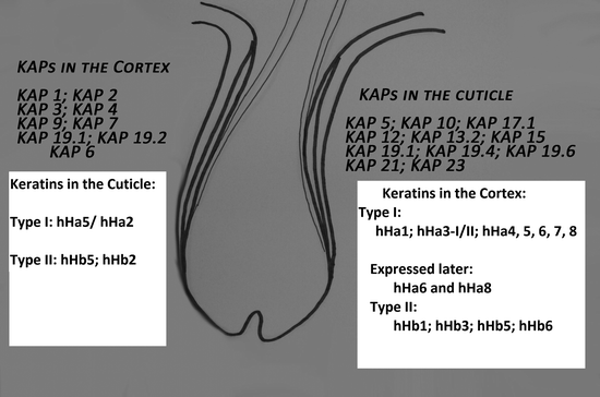 Chemical Composition of Different Hair Types | SpringerLink Chemical Composition of Different Hair Types | SpringerLink