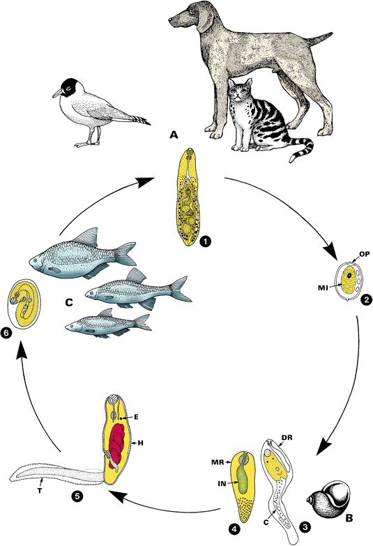 Жизненный цикл возбудителя. Nanophyetus schikhobalowi жизненный цикл. Heterophyes цикл. Нанофиетус жизненный цикл. Heterophyes Heterophyes жизненный цикл.