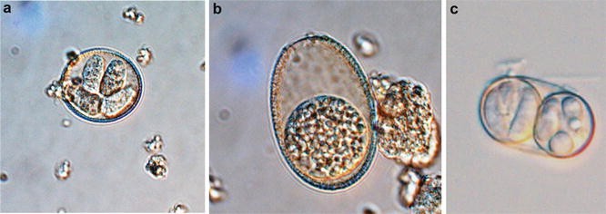 Coccidia of Swine: Eimeria Species, Cystoisospora (syn. Isospora) suis |  SpringerLink