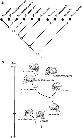 Analyzing Hominin Phylogeny | SpringerLink