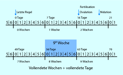 Embryologie und Frühschwangerschaft | SpringerLink