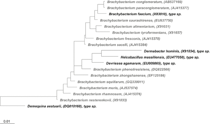 https://media.springernature.com/lw685/springer-static/image/chp%3A10.1007%2F978-3-642-30138-4_170/MediaObjects/978-3-642-30138-4_170_Fig1_HTML.gif