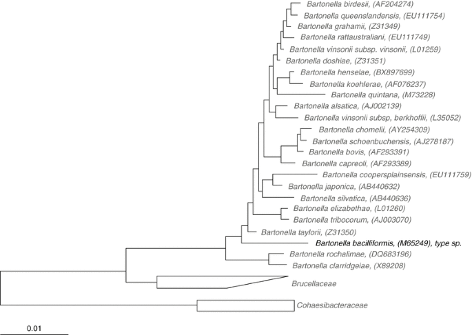 Natural History of Bartonella Infections (an Exception to Koch's