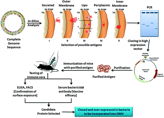 Full article: Intranasal and Intramuscular Immunization with Outer Membrane  Vesicles from Serogroup C Meningococci Induced Functional Antibodies and  Immunologic Memory