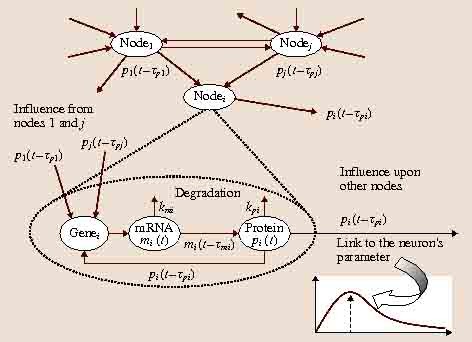 Computational Neurogenetic Modeling: Gene-Dependent Dynamics of