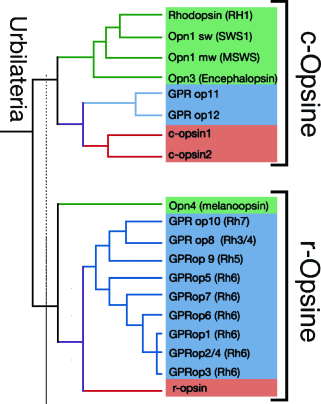 figure 34