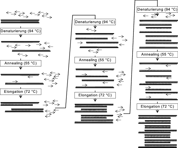 Die Polymerase-Kettenreaktion (PCR) | SpringerLink