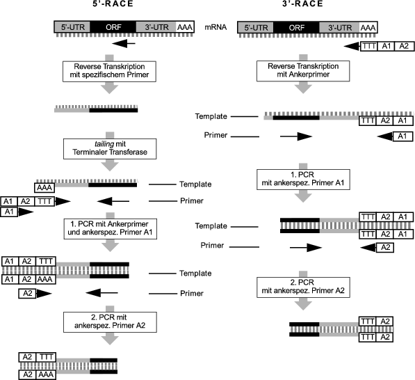 Die Polymerase-Kettenreaktion (PCR) | SpringerLink