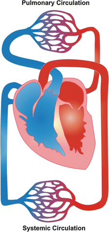 Pulmonary Vascular Anatomy | SpringerLink
