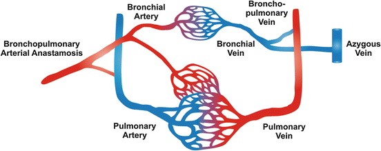 Braz J Cardiovasc Surg - The pulmonary vascular blood supply in