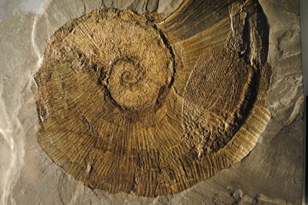 Fossilien Versteinerungen Unikate Fossil Urzeit Mineralien Stufen Steinschatz 