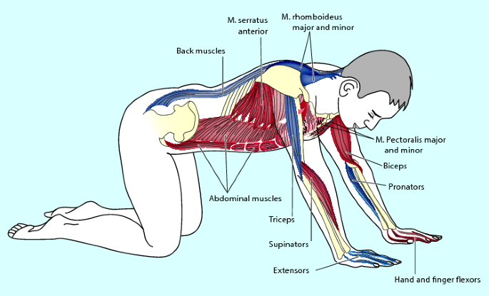 Rising Stomach Stretch  External Oblique, Intercostals, Obliques
