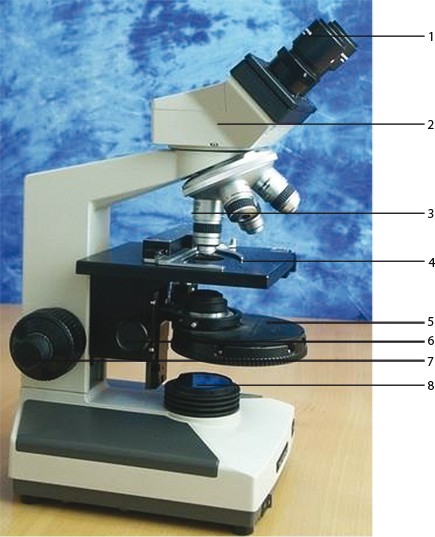 Technologie der Phasenkontrastmikroskopie | SpringerLink