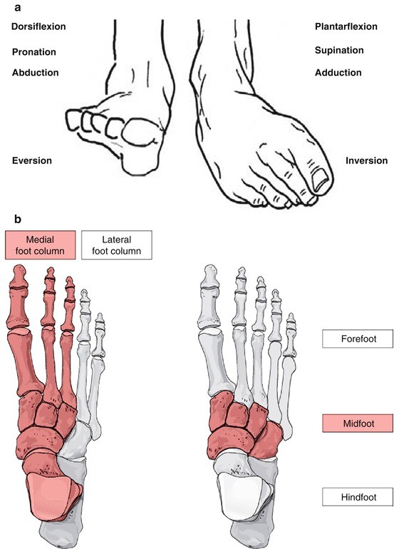 Ankle supination trauma