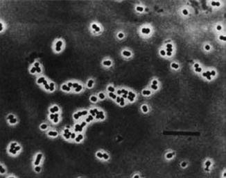The Family Methanococcaceae | SpringerLink