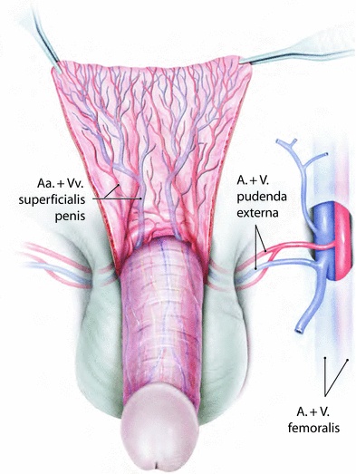 Operative Anatomie: Penis | SpringerLink