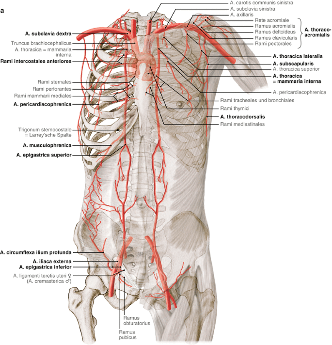 Operative Anatomie: Abdominalwand | SpringerLink