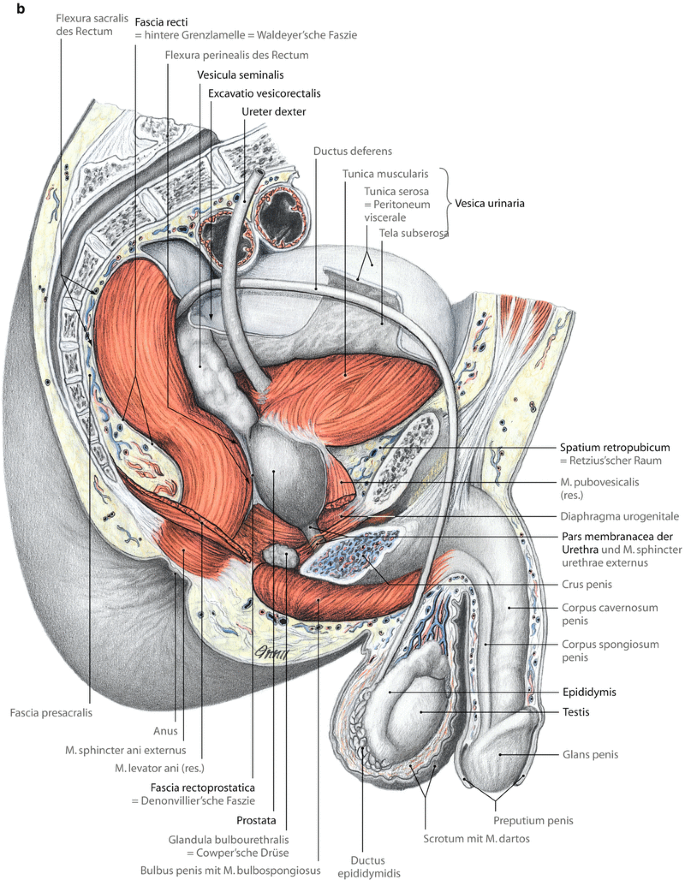 Anatomie der Beckenknochen