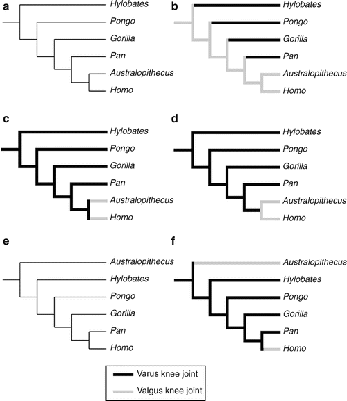 Analyzing Hominin Phylogeny: Cladistic Approach | SpringerLink