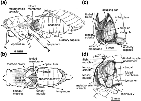 Cicada Acoustic Communication | SpringerLink