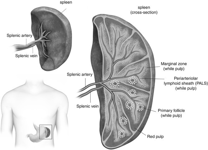 Splenic Lesions | SpringerLink