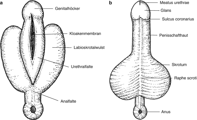 Embryologie, Fehlbildungen und Struktur des Penis | SpringerLink
