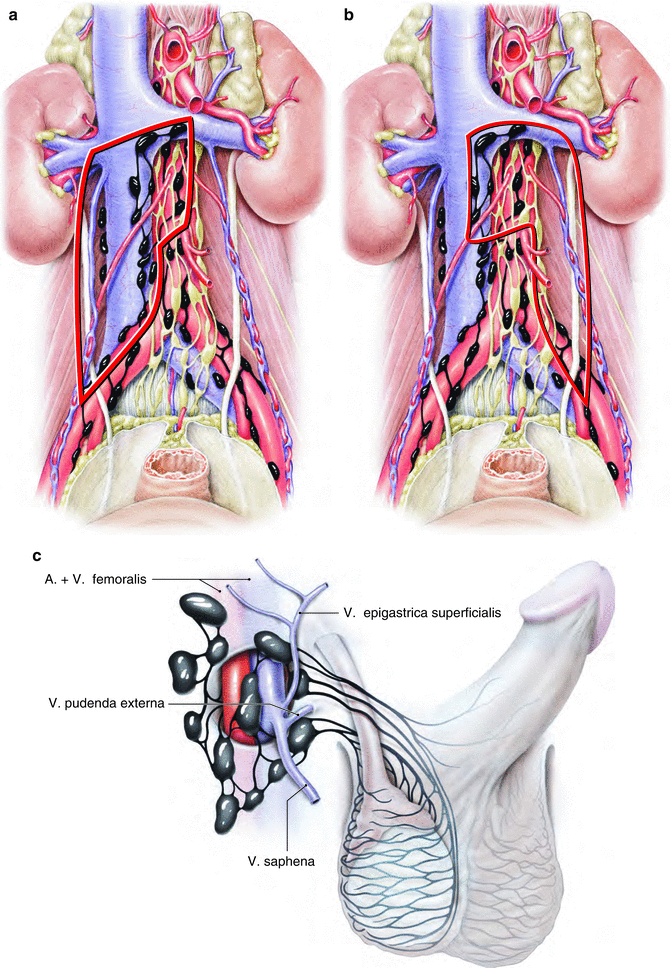 Operative Anatomie: Hoden
