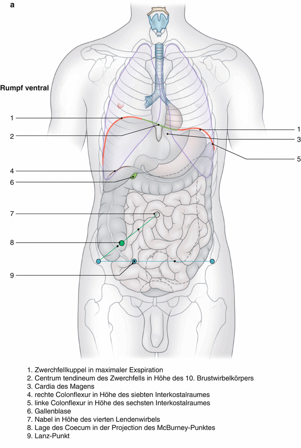 Operative Anatomie: Nieren, Nebennieren, Ureteren | SpringerLink