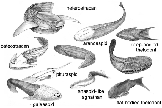 The First Vertebrates, Jawless Fishes, the Agnathans