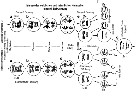 figure 39