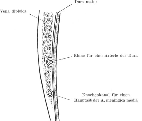 Kopf