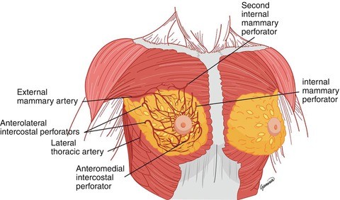 Arterial Blood Supply of the Breast | SpringerLink