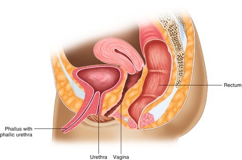 clitorisclitoris 