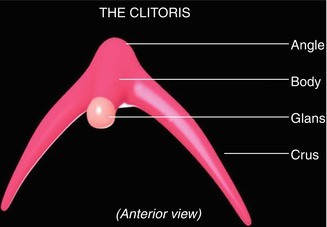 clitorisclitoris 