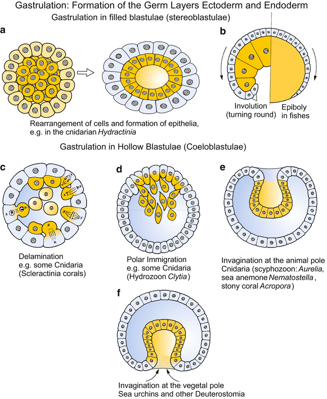 Stages and Principles of Animal Development: Terms of Developmental Biology | SpringerLink Stages and Principles of Animal Development: Terms of Developmental Biology | SpringerLink