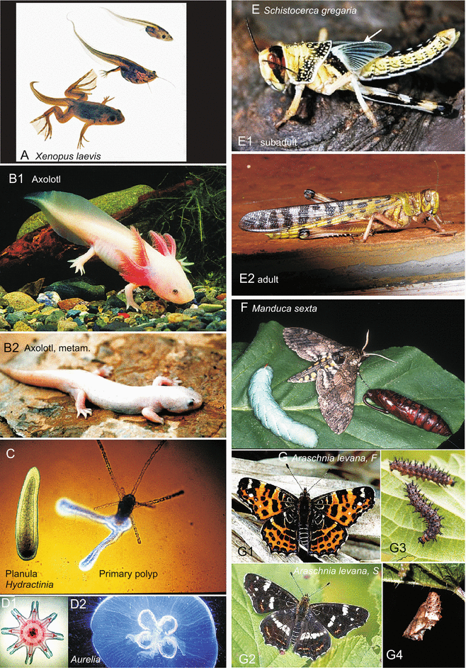 Metamorphosis and Its Hormonal Control | SpringerLink Metamorphosis and Its Hormonal Control | SpringerLink
