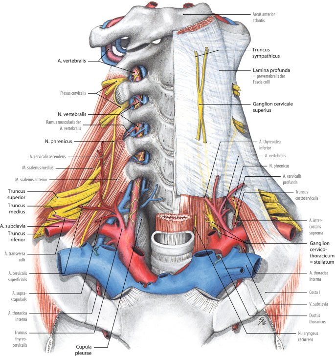 Anatomie der Gefäße: Kopf und Hals