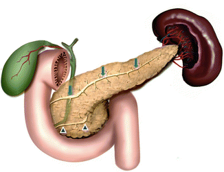 Embryology of the Pancreas and Normal Variants | SpringerLink Embryology of the Pancreas and Normal Variants | SpringerLink