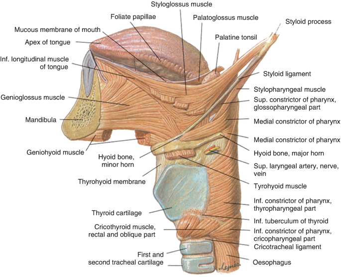 Basics Of Phoniatrics Springerlink