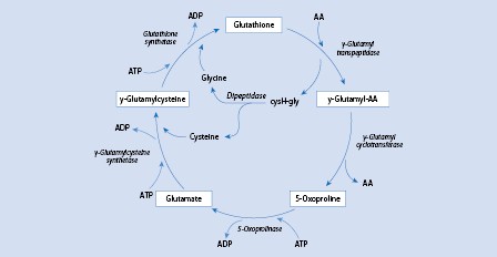 glutathione metabolism disorder Disorder of Glutathione Metabolism