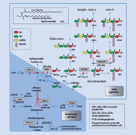 Elevation of plasma lysosphingomyelin-509 and urinary bile acid metabolite  in Niemann-Pick disease type C-affected individuals - Top Articles selected  by the Editor - Molecular Genetics and Metabolism Reports - Journal -  Elsevier