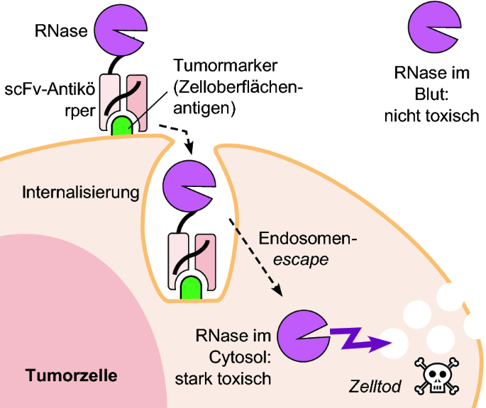 Relevante Bildbeschreibung