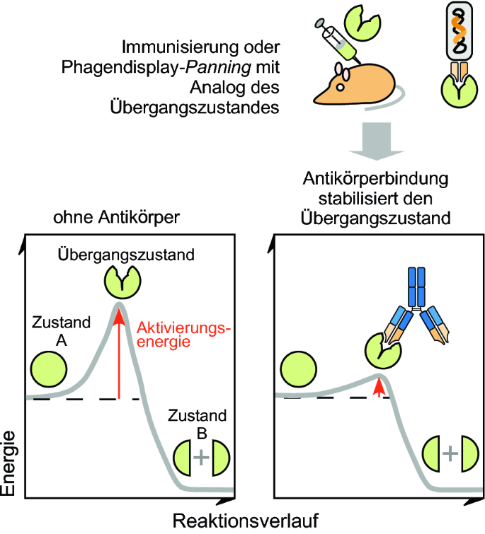 Anwendungsgebiete fr rekombinante Antikrper | Springer Nature Link