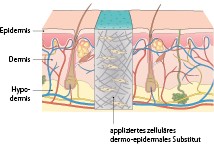Hautersatz  Tissue Engineering | Springer Nature Link