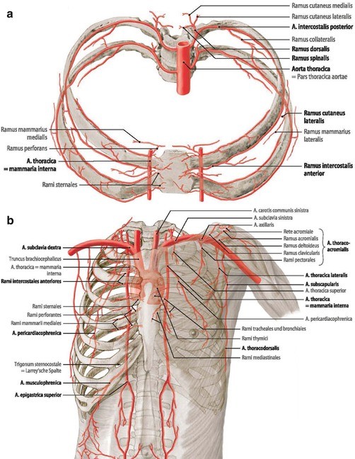 Surgical Anatomy of the Chest Wall | SpringerLink