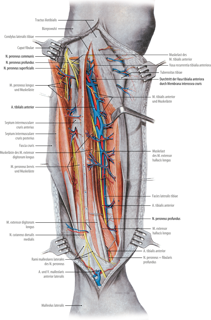 Anatomie der Gefäße: Untere Extremität