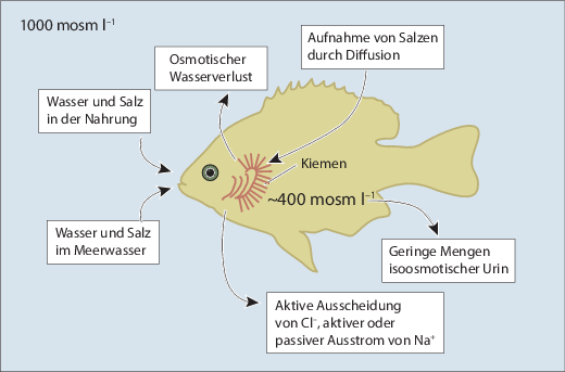 Wasseraufnahmemechanismen und Salzschäden - Wolfseher und
