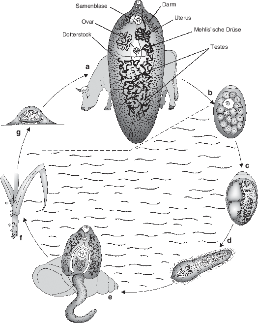 Parasitische Würmer (Helminthen) und Myxozoa | SpringerLink