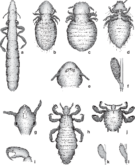 Arthropoda – Gliederfüßer | SpringerLink
